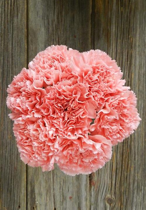 BETSY PINK CARNATIONS